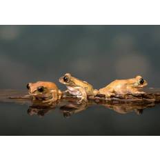 Fotografi Marbled Reed Frog off to swim, Lillian King, 40 × 26.7 cm