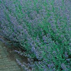 Nepeta x faassenii 'Six Hills Giant', 6-pack