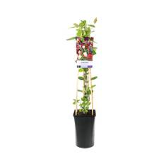 Vildkaprifol OMNIA GARDEN Lonicera periclymenum 'Serotina' 3-pack