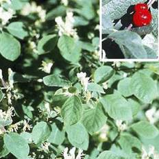 Gedeblad Dunet (Lonicera xylosteum)  30-50 cm