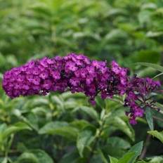 Sommerfuglebusk 'Royal Red'