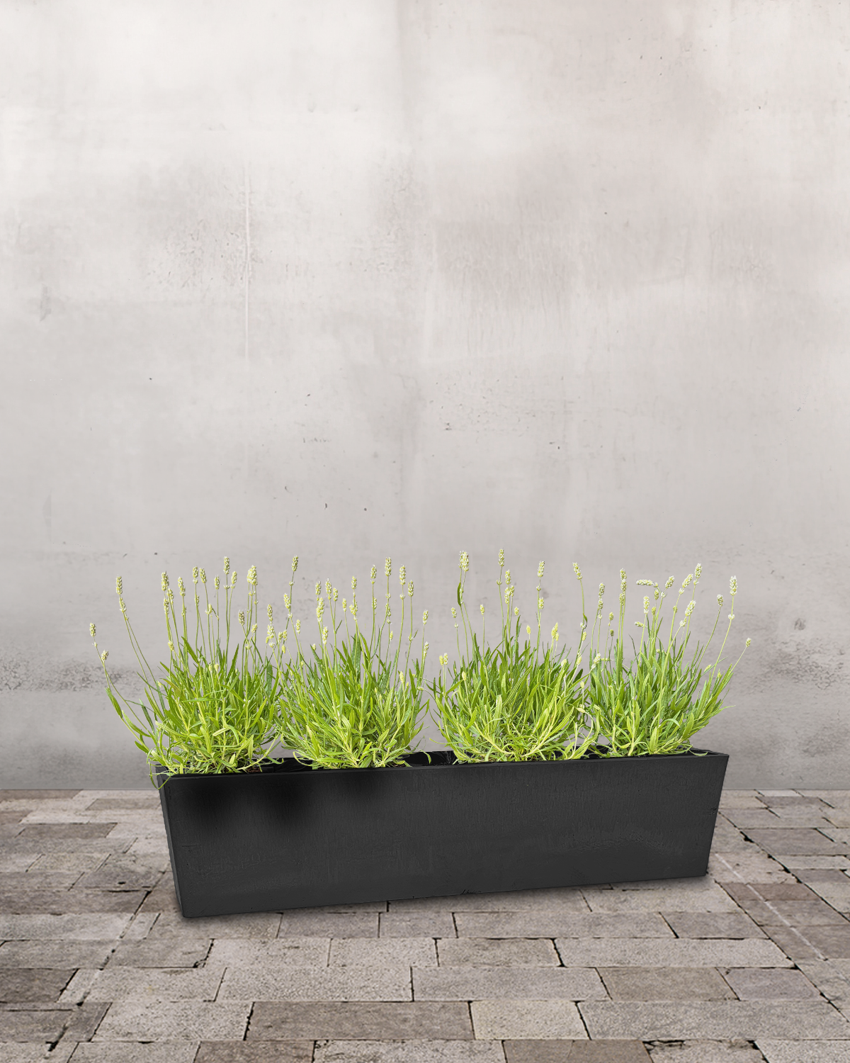 Hvid Lavendel Altankasse - med vandreservoir - 55 cm / Sort / Uden ophæng