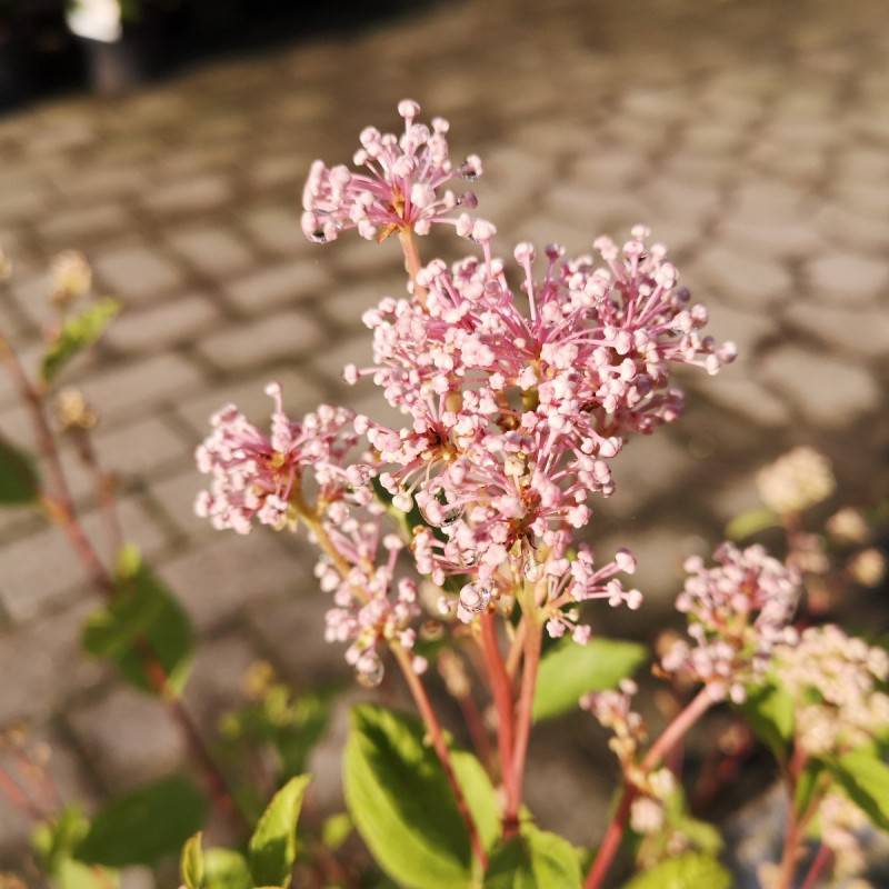 Amerikansk Syren Marie Simon - Ceanothus pallidus Marie Simon.
