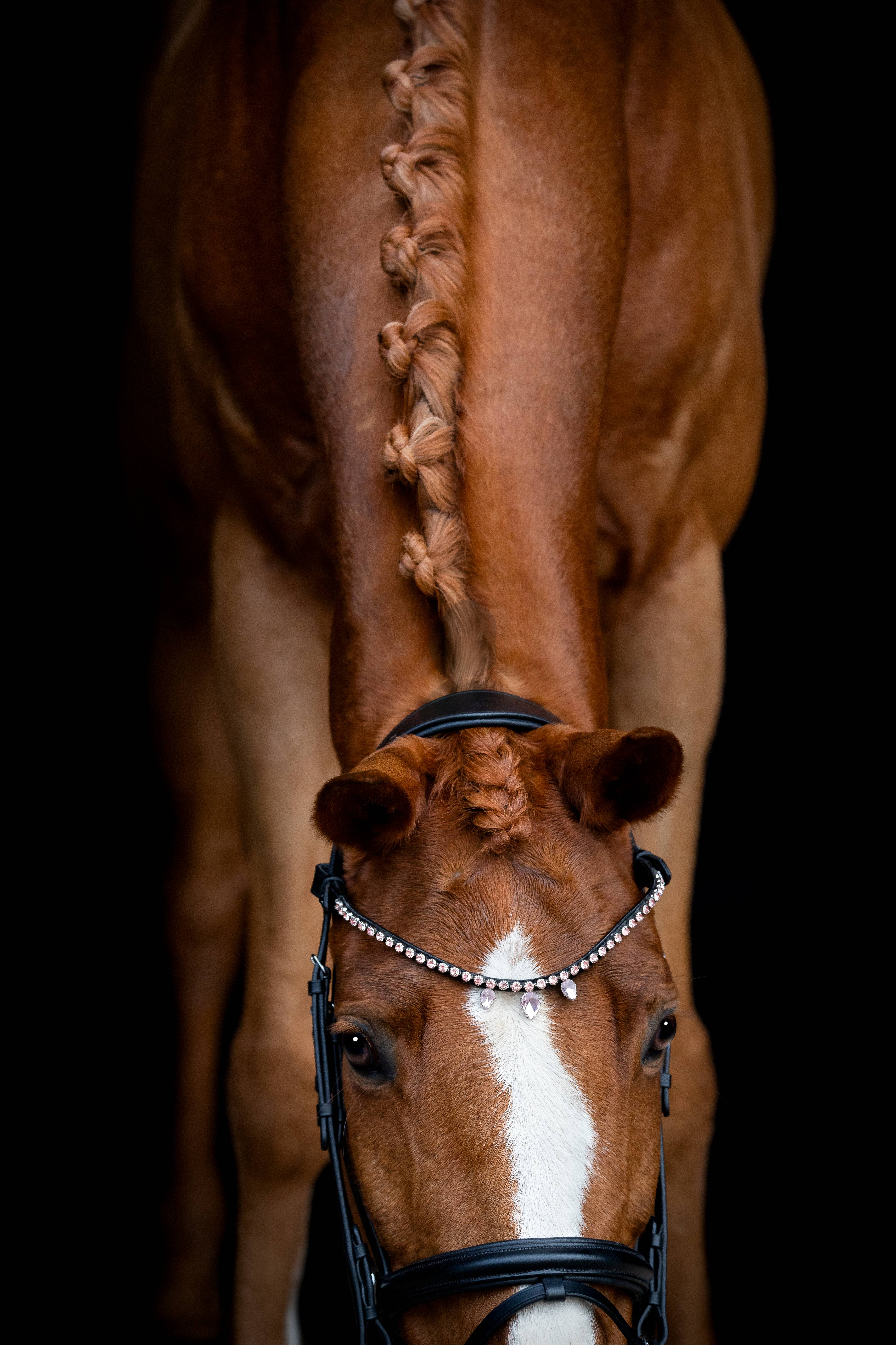 Horse Guard Diamant pandebånd Fullerton Sort Pony