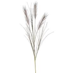 Pampas