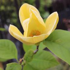 Magnolia (Magnolia brooklynensis 'Yellow Bird') Opstammet 120 cm