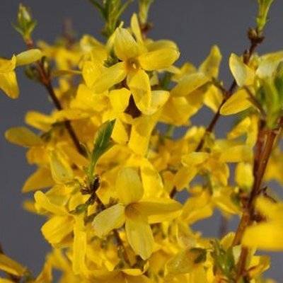 Dværg forsytia / Vårguld (Forsythia intermedia 'Mini Gold') 30-50 cm