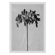 Still Life Agapanthus Plakat (30x40 cm) - Botaniske plakater