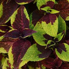 Palettblad 'Burgundy Lime'