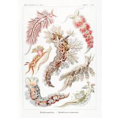Bildreproduktion Nudibranchia–Nacktkiemen Schnecken (1904), Ernst Haeckel, 30 × 40 cm