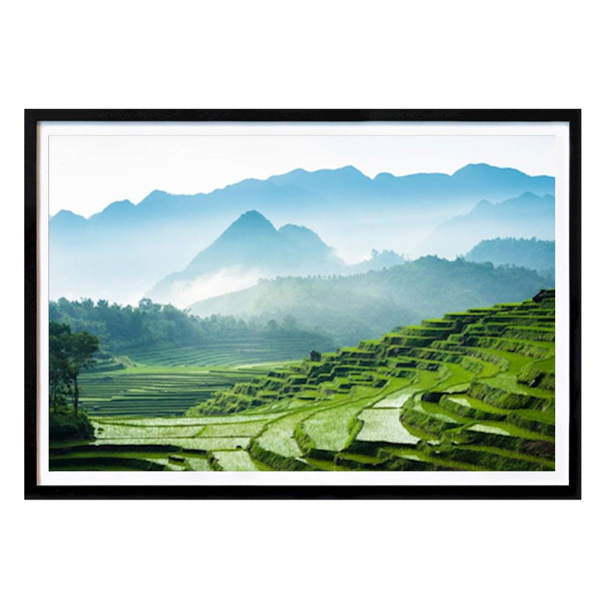 Rice Field Serenity - Poster av Deniz Vural - Natur