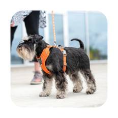 Dog Copenhagen Comfort Walk Pro Hundesele Orange - New Design - X-Small