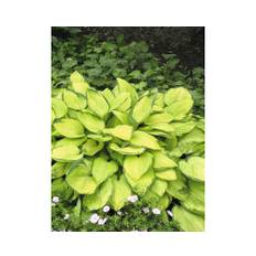 Blomsterfunkia OMNIA GARDEN Hosta fortunei 'Gold Standard' 3-pack