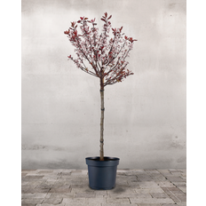 Opstammet Dværg Blodblomme - 90-110 cm