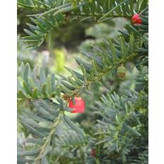 Taxus baccata 'Hjorthede'