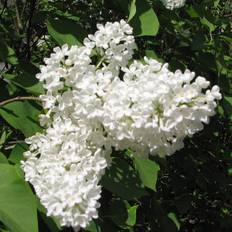Syren/Bondsyren - Syringa vulgaris f. alba (Storlek: busk C3,5)