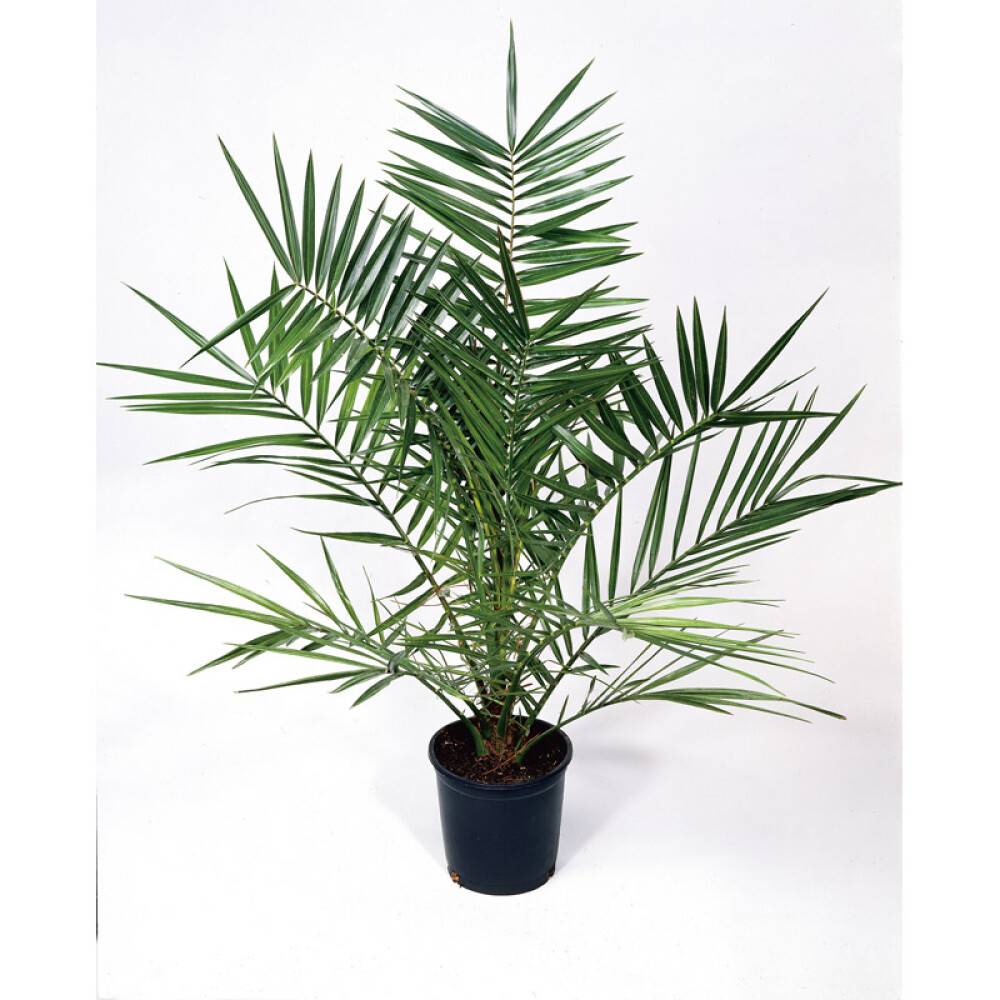 DADELPALM 150-160CM