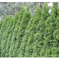 Thuja occidentalis Smaragd, Ädeltuja - Rotklump