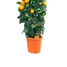 Citron spallier, Citrus lemon, Ø26 cm potte