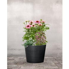 Den Rosa Staudekrukke - Greenify Udendørskrukke - Sort
