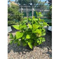 Havehortensia `Clara`