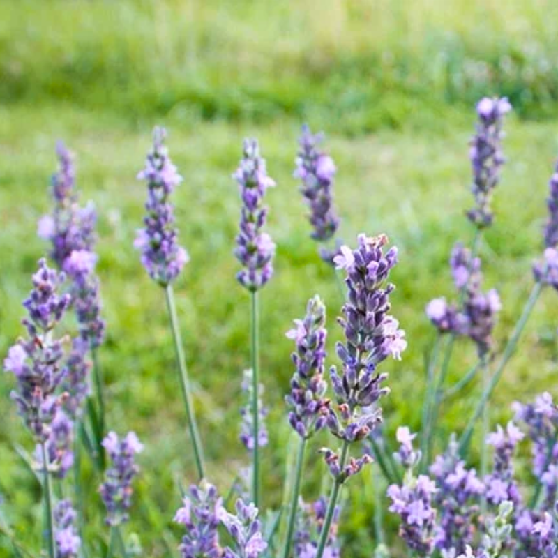 Lavendel (Lavandula x Intermedia 'Sensational'®) 1,5 L