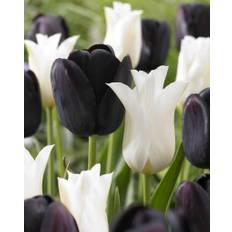 Tulip mixture Ebony and Ivory