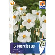 DeRee Narcis Actaea