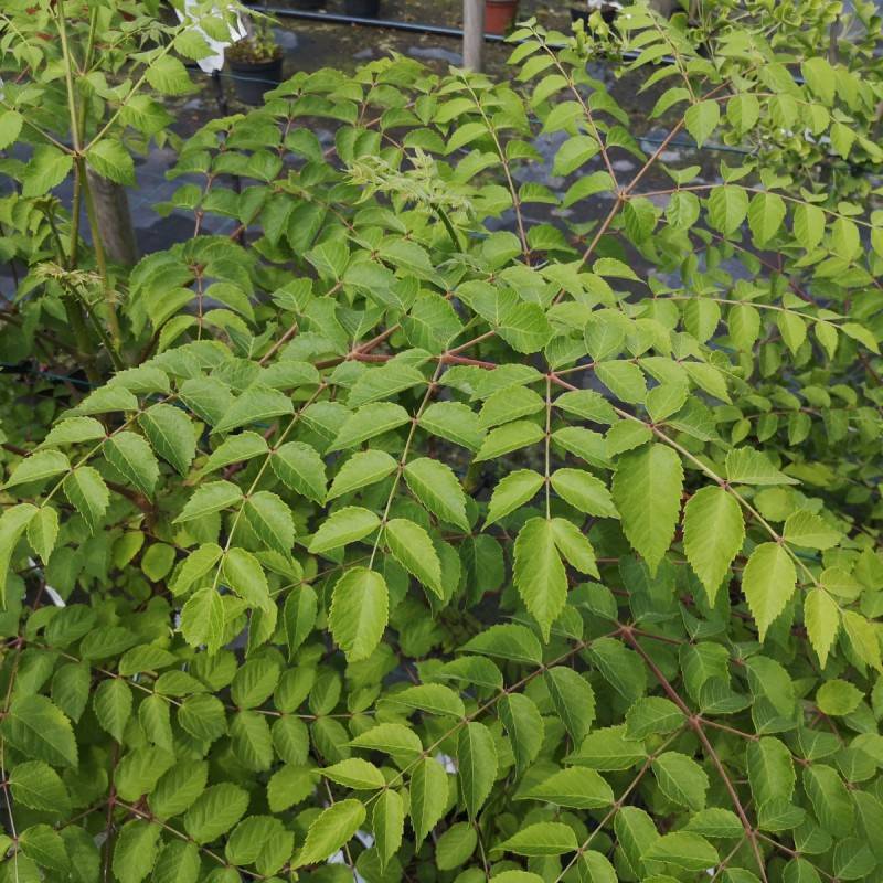 Fandens Spadserestok - Aralia elata.