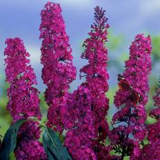 Buddleja davidii Royal Red, Syrenbuddleja, Fjärilsbuske