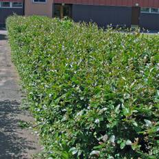 Cotoneaster lucidus, Häckoxbär