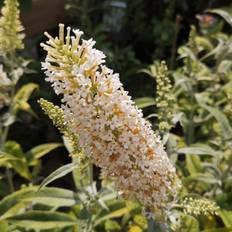 Sommerfuglebusk White Ball - Buddleja davidii White Ball