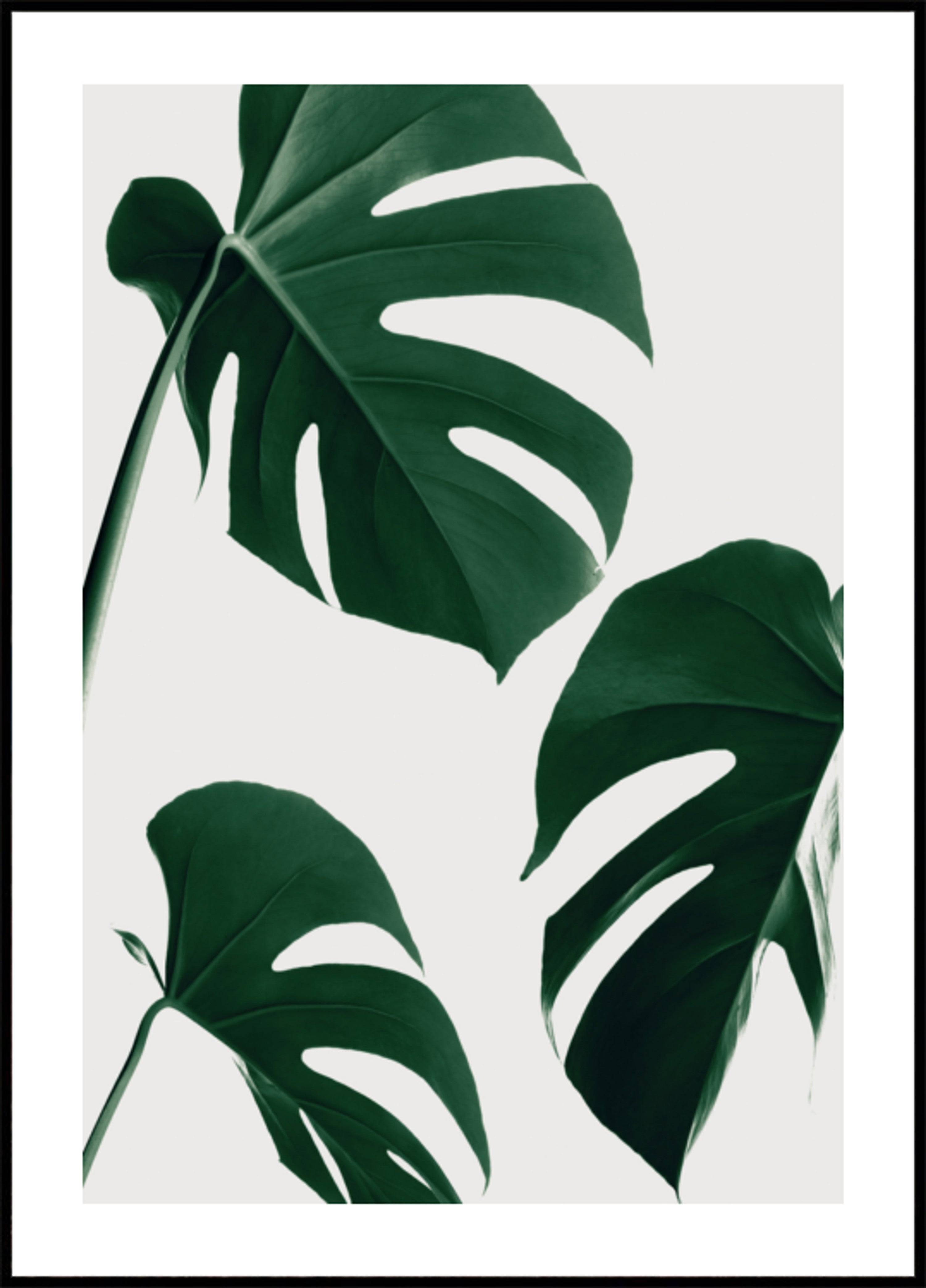 Fresh Green Monstera Leaves (30x40) - Plakater > Osorterade verk