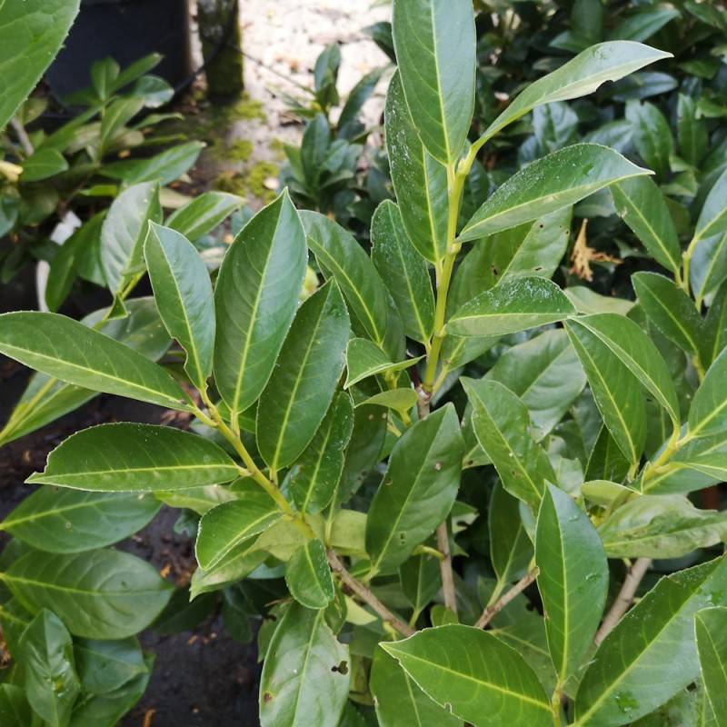 Laurbærkirsebær Elly 50-60 cm. - Prunus laurocerasus Elly.