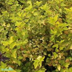 Smällspirea (Storlek: busk C3,5)