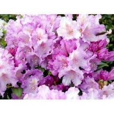 'Caroline Allbrook'