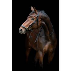 HorseGuard Cryll 25.2 träns m/remontnosgrimma - Svart - Pony