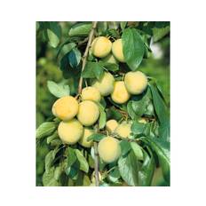 Plommon OMNIA GARDEN Prunus domestica Reine Claude dOullins