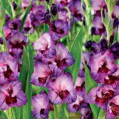 Gladiolus 'Alfafa' - 10 løg - Lilla Gladiolus