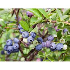 Bärbuske Hybridblåbär Vaccinium Emil E 15-20Cm Krukodlad