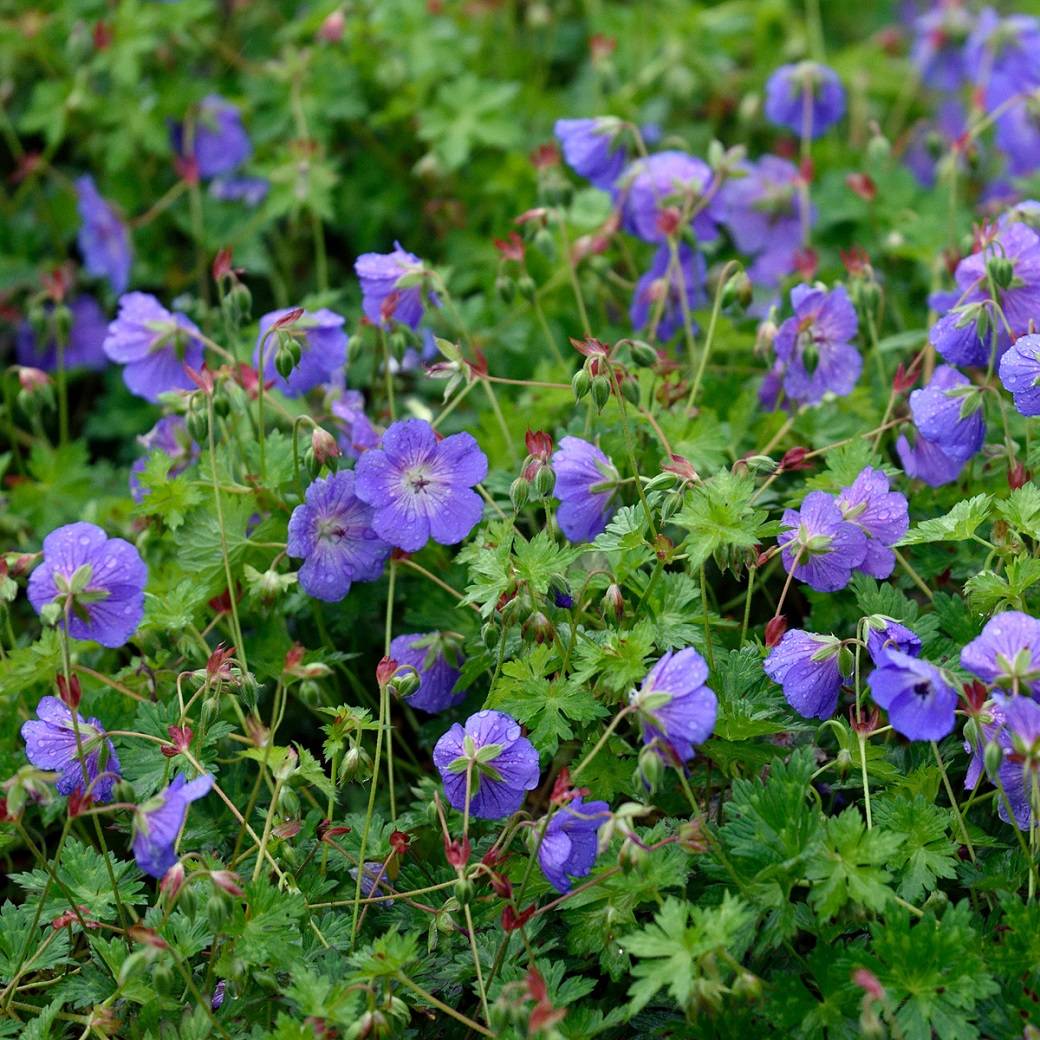 Trådgårdsnäva, Stickling 3-pack - Geranium hybr. Rozanne ®