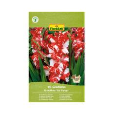 Blomsterlökar FLORASELF Gladiolus 'Koi Persuit' 10st