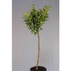 Laurbærkirsebær (Prunus laurocerasus 'Gajo') 60 cm XL