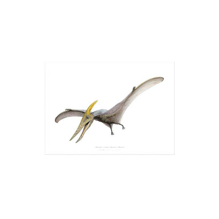 Pteranodon Kunstprint A4