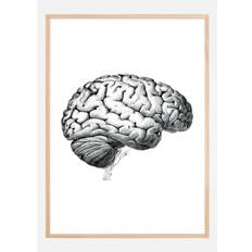 Skole - Hjernens dele Plakat (30x40 cm)