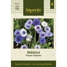 Blåklint Classic Fantastic