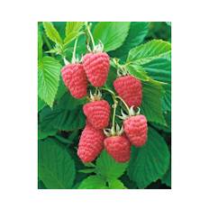 Trädgårdshallon OMNIA GARDEN Rubus Glen Prosen 5-pack