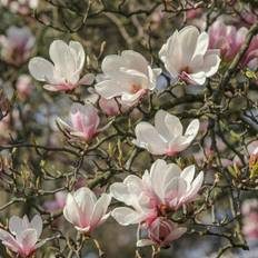 Magnolia soulangeana på 60 cm stamme