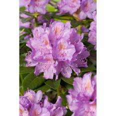 Rhododendron Park Catawbiense Grandiflorum Lila 30-40Cm 5-Pack