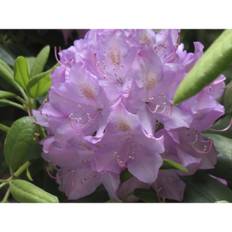 Rhododendron, Japansk Azalea, Ø34 cm (På lager i butik)